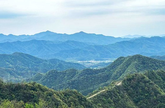 國家儲備林項目